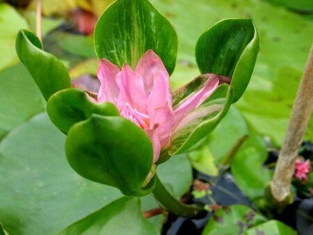 Seerose Nymphaea Indian Goddess pink (Nangkwag Pink)