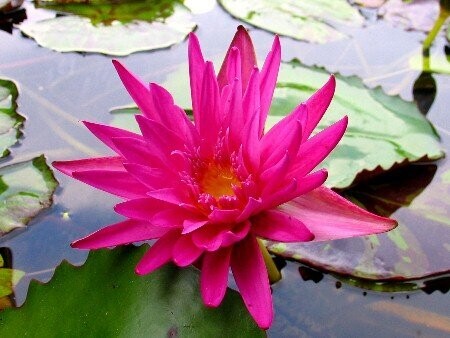 Seerose Nymphaea Miami Rose Seerose Nymphaea Miami Rose