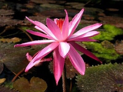 Seerose Nymphaea Celon pink