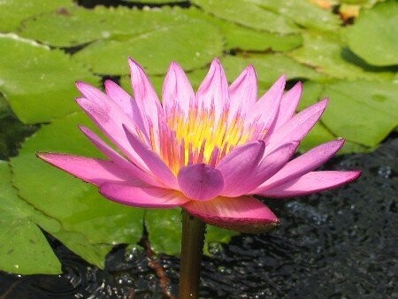 Seerose Nymphaea Shirley Bryne