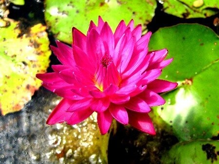 Seerose Nymphaea Bull Eye