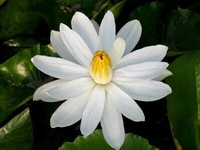 Seerose Nymphaea lotus