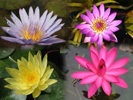 Wundertüte Knollen tropischer Seerosen 10 Stk. Wundertüte Knollen tropischer Seerosen 10 Stk.