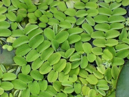 Salvinia auriculata (Büschelfarn)