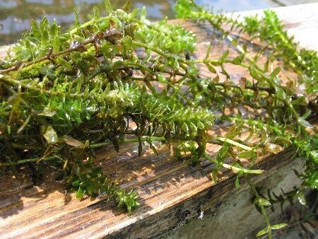 Elodea canadensis, Wasserpest