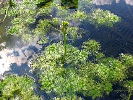 Hottonia palustris, Wasserfeder, Bitte treffen sie eine Auswahl: 11er Gittertopf