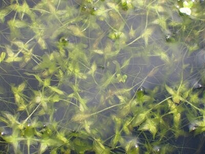 Lemna trisulca, Dreifurchige Wasserlinse