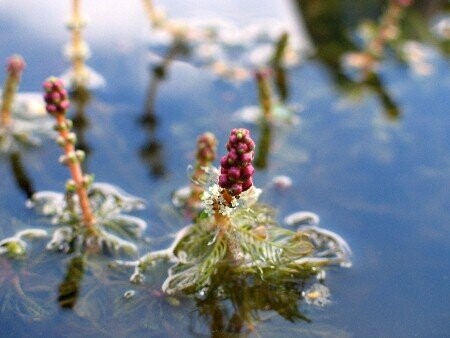 Myriophyllum spicatum, Ähriges Tausendblatt