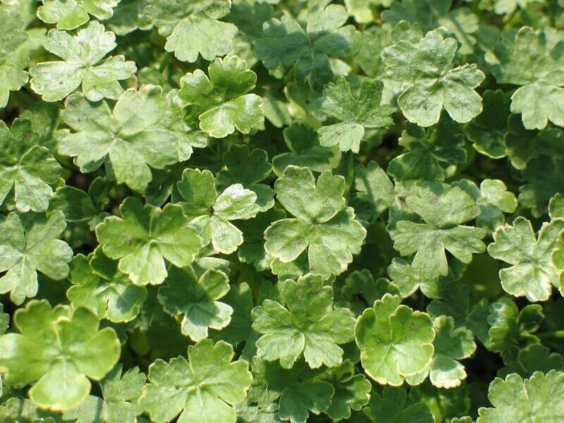 buntblättriger Wassernabel, Hydrocotyle sibthorpioides variegata