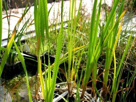 Acorus calamus, Calamus