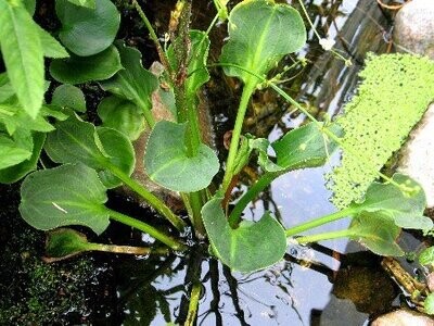 Alisma parviflora, rundblättriger Froschlöffel
