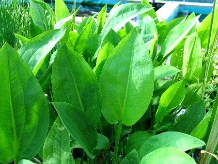 Alisma plantago aquatica, Froschlöffel