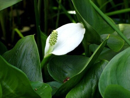 Calla palustris, Sumpfkalla Calla palustris, Sumpfkalla
