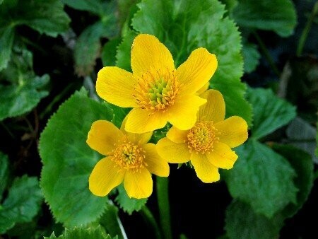 Caltha palustris, Sumpfdotterblume