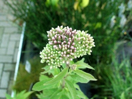 Eupatorium cannabinum, Wasserdost