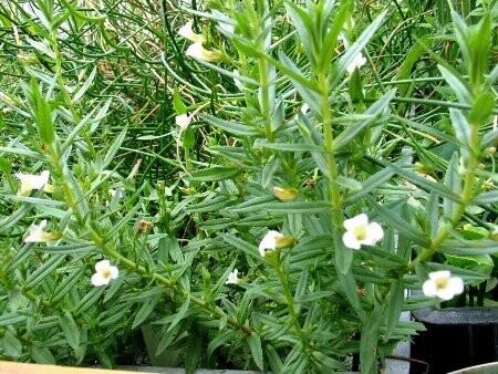 Gratiola officinalis, Gnadenkraut