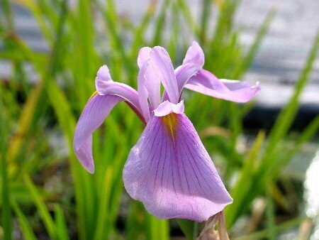 Iris laevigata Rose Queen