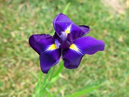Iris laevigata, Asiatsche Sumpfschwertlilie