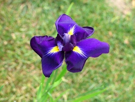 Iris laevigata, Asiatsche Sumpfschwertlilie Iris laevigata, Asiatsche Sumpfschwertlilie