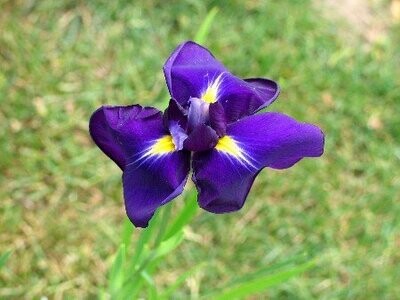 Iris laevigata, Asiatsche Sumpfschwertlilie