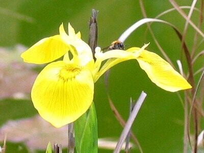 Iris pseudacorus, Wasserschwertlilie
