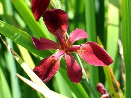 Iris fulva