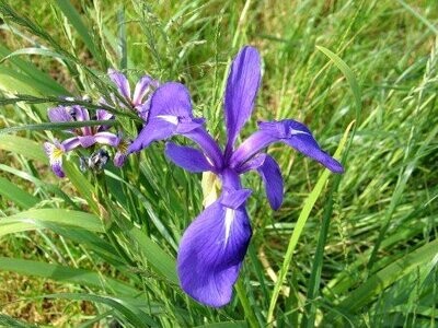 Iris sibirica, Wieseniris