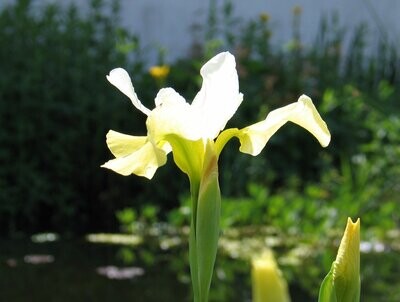 Iris sibirica weiß