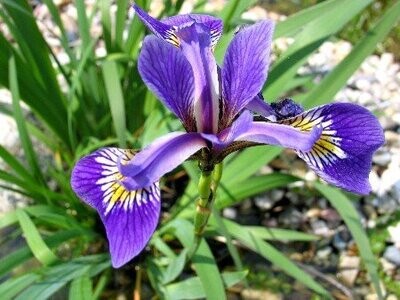 Iris versicolor, Amerikanische Sumpfschwertlilie