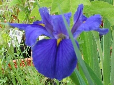 Iris louisiana Blue