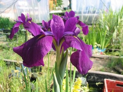 Iris ensata, japanische Sumpfschwertlilie