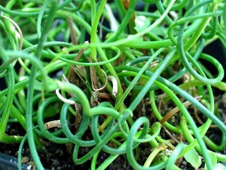 Juncus effusus Spiralis, Korkenzieherbinse