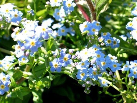 Myosotis palustris, Sumpfvergissmeinnicht