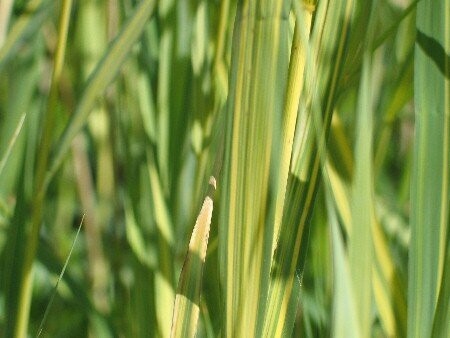 Phragmites australis `Variegatus` - Buntes Schilfrohr