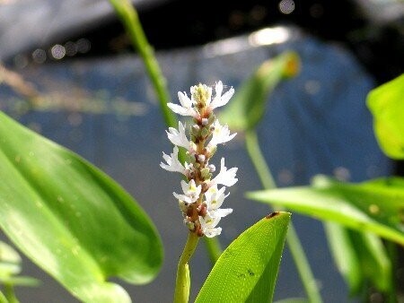 Pontederia cordata alba, Hechtkraut