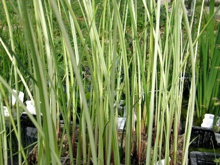 Scirpus lac. Albescens, längstgestreifte Simse