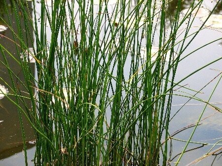 Schoenoplectus lacustris, Teichsimse