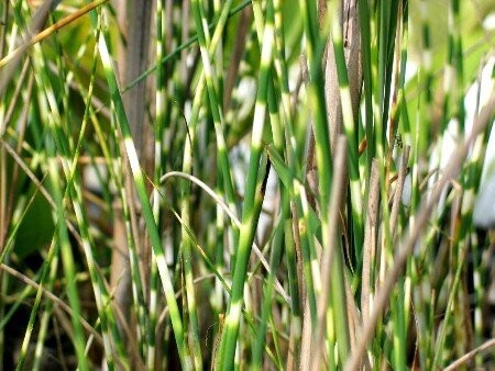 Scirpus tab. Zebrinus, Zebrasimse