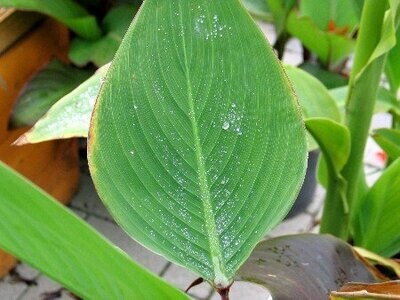 Thalia dealbata, Marante