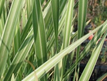 Typha latifolia 'Variegata'  gestreifter Rohrkolben