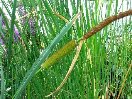 Typha laxmannii, Laxmanns Rohrkolben