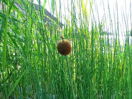 Typha minima, Zwergrohrkolben