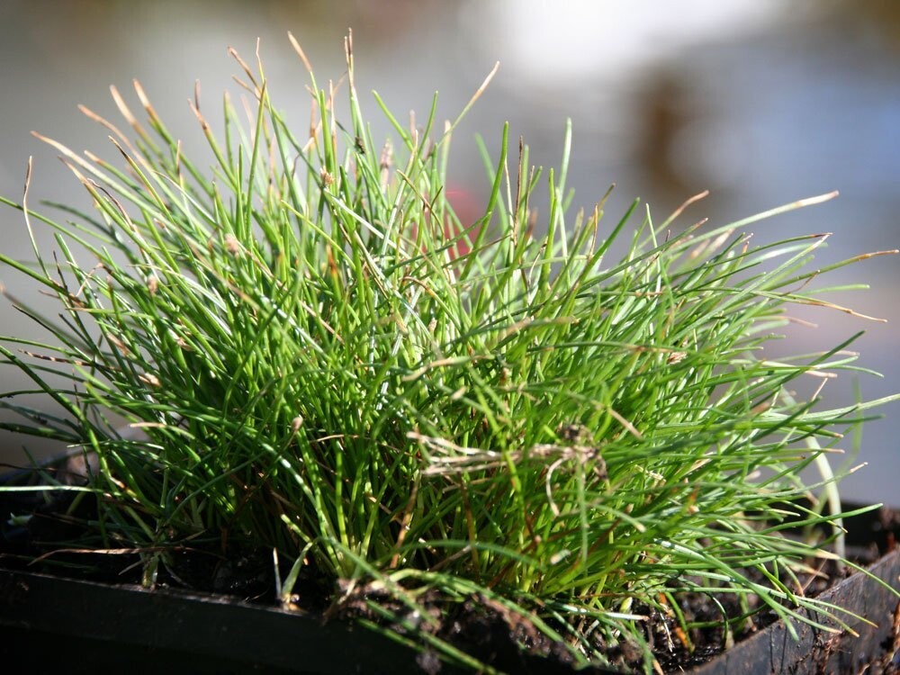 Scirpus Isolepsis (Moorbinse)