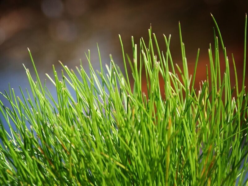 Frauenhaargras, Scirpus Cernuus