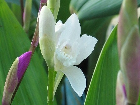 Bletilla striata alba, Japanorchidee