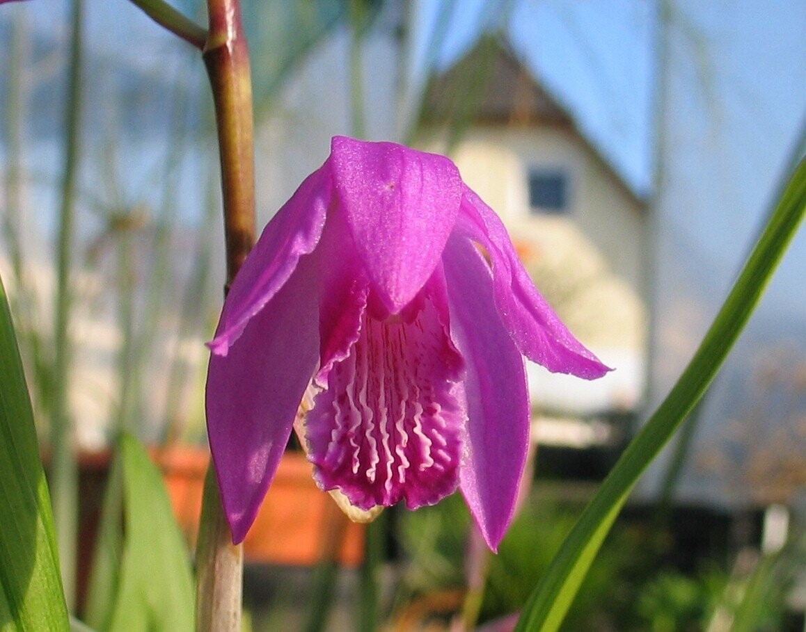Bletilla striata, Japanorchidee