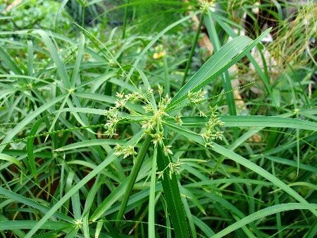 Cyperus alternifolius, Zypergras