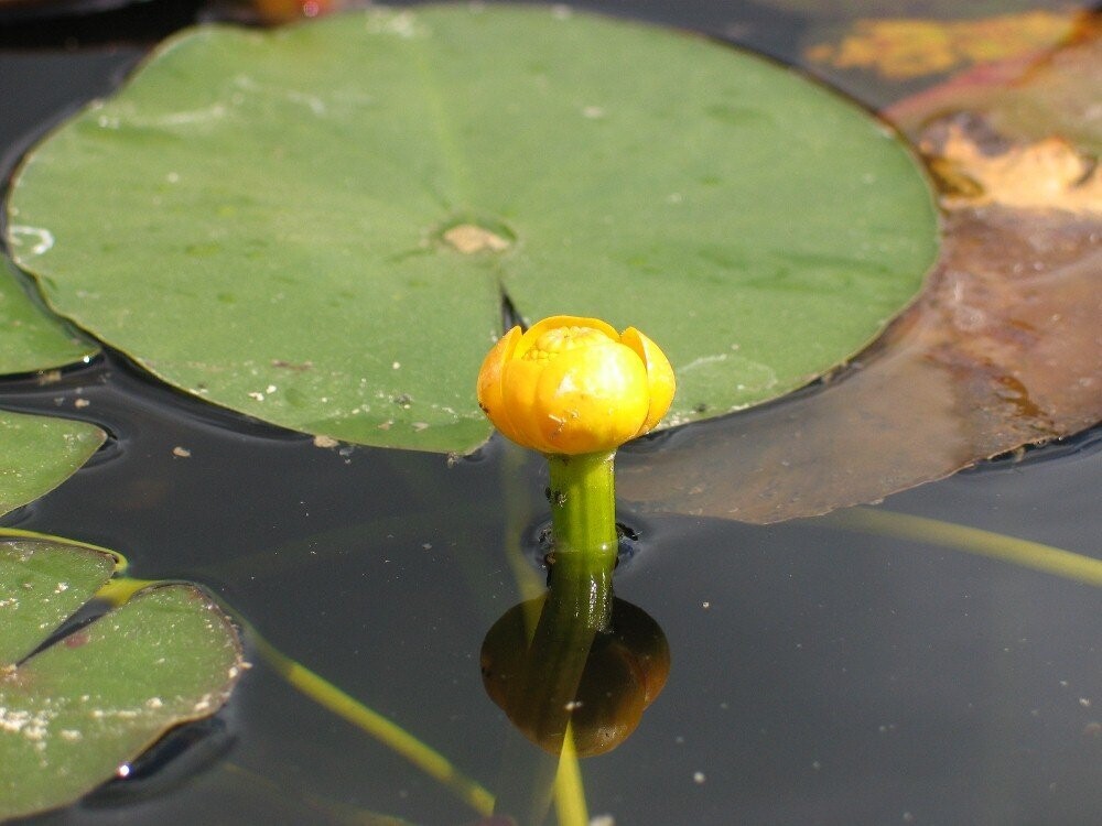 Nuphar pumila (Kleine Teichrose)