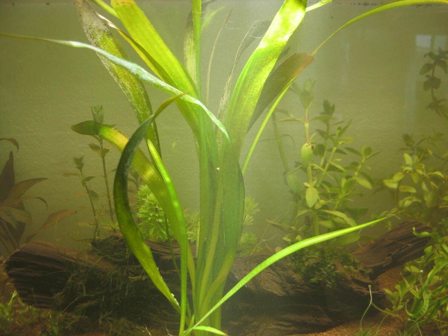 Riesenvallisnerie (Vallisneria giganthea)