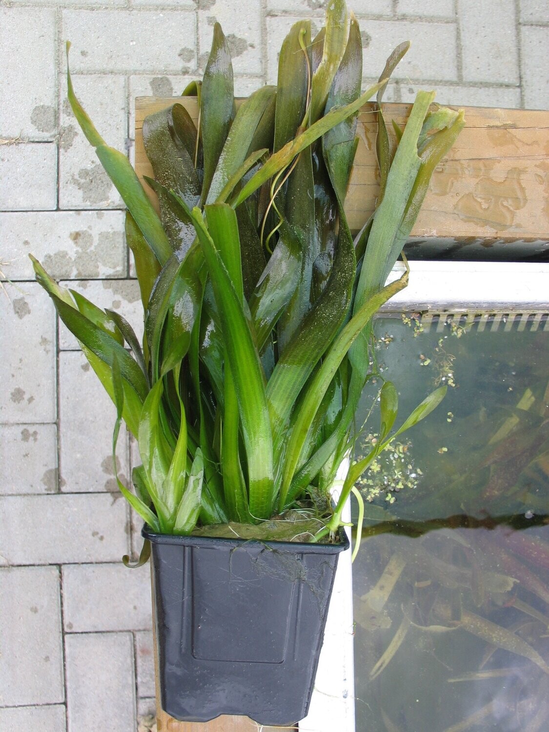 Vallisneria gigantea (Riesen Vallisnerie)